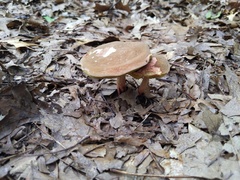 Xerocomellus truncatus