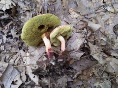 Xerocomellus truncatus