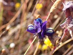 Utricularia delphinioides