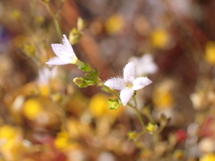 Angiospermae