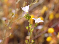 Angiospermae
