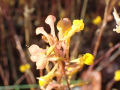 Oligocista