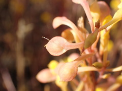 Oligocista