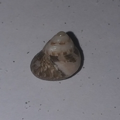 Steromphala adansonii