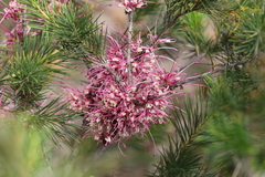 Hakea bakeriana