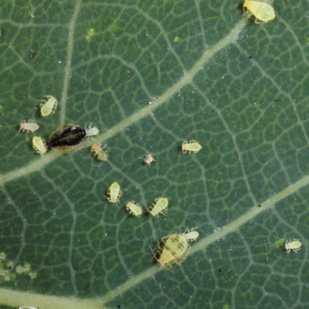 Aspen leaf aphid