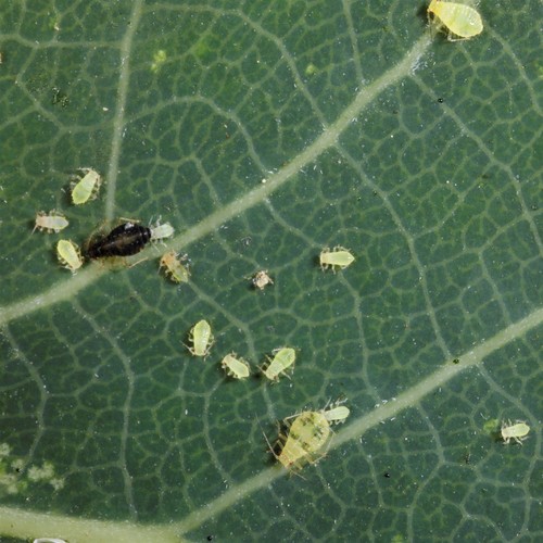 Aspen leaf aphid