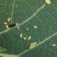 Chaitophorus tremulae