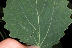 Chaitophorus tremulae