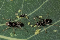 Chaitophorus tremulae