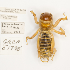 Ammopelmatus fuscus