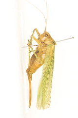 Capnobotes occidentalis