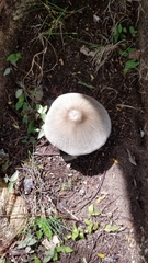 Volvariella volvacea