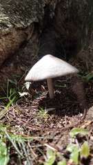 Volvariella volvacea