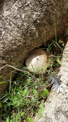 Volvariella volvacea