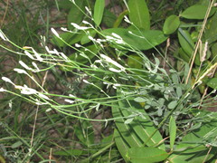 Chondrilla latifolia
