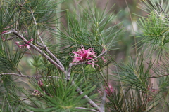 Hakea bakeriana