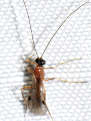 Charmontinae
