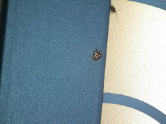 Vibidia duodecimguttata