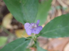 Magnoliopsida