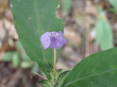 Magnoliopsida