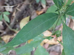 Magnoliopsida