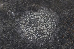 Myriolecis semipallida