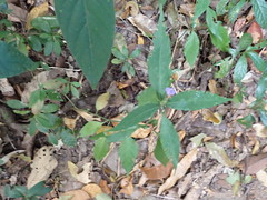 Magnoliopsida