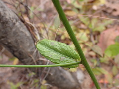 Asteroideae