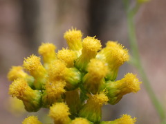 Asteroideae