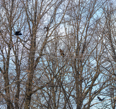 Haliaeetus albicilla