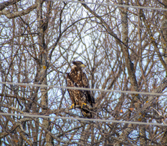 Haliaeetus albicilla