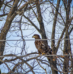 Haliaeetus albicilla