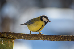 Parus major