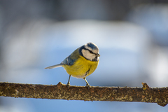 Cyanistes caeruleus