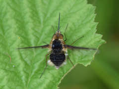 Bombylius major