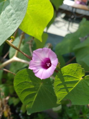 Ipomoea grandifolia