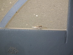 Grapholita delineana