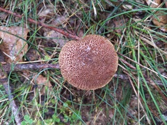 Xerocomellus truncatus