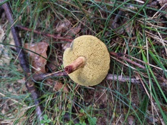 Xerocomellus truncatus