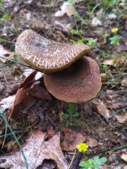 Xerocomellus truncatus