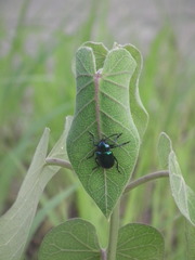 Chrysochus chinensis