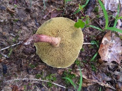 Xerocomellus truncatus