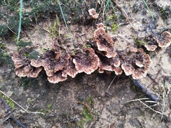 Thelephora americana