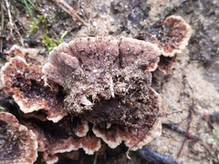 Thelephora americana