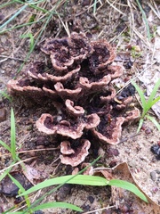 Thelephora americana