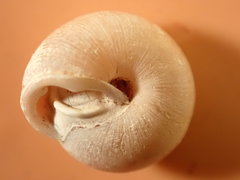 Inflectarius inflectus