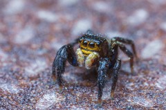 Euophrys herbigrada
