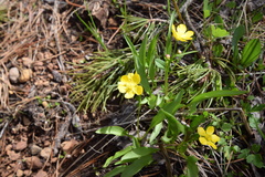 Ranunculus alismifolius alismifolius