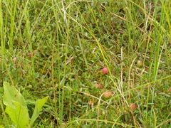 Vaccinium microcarpum